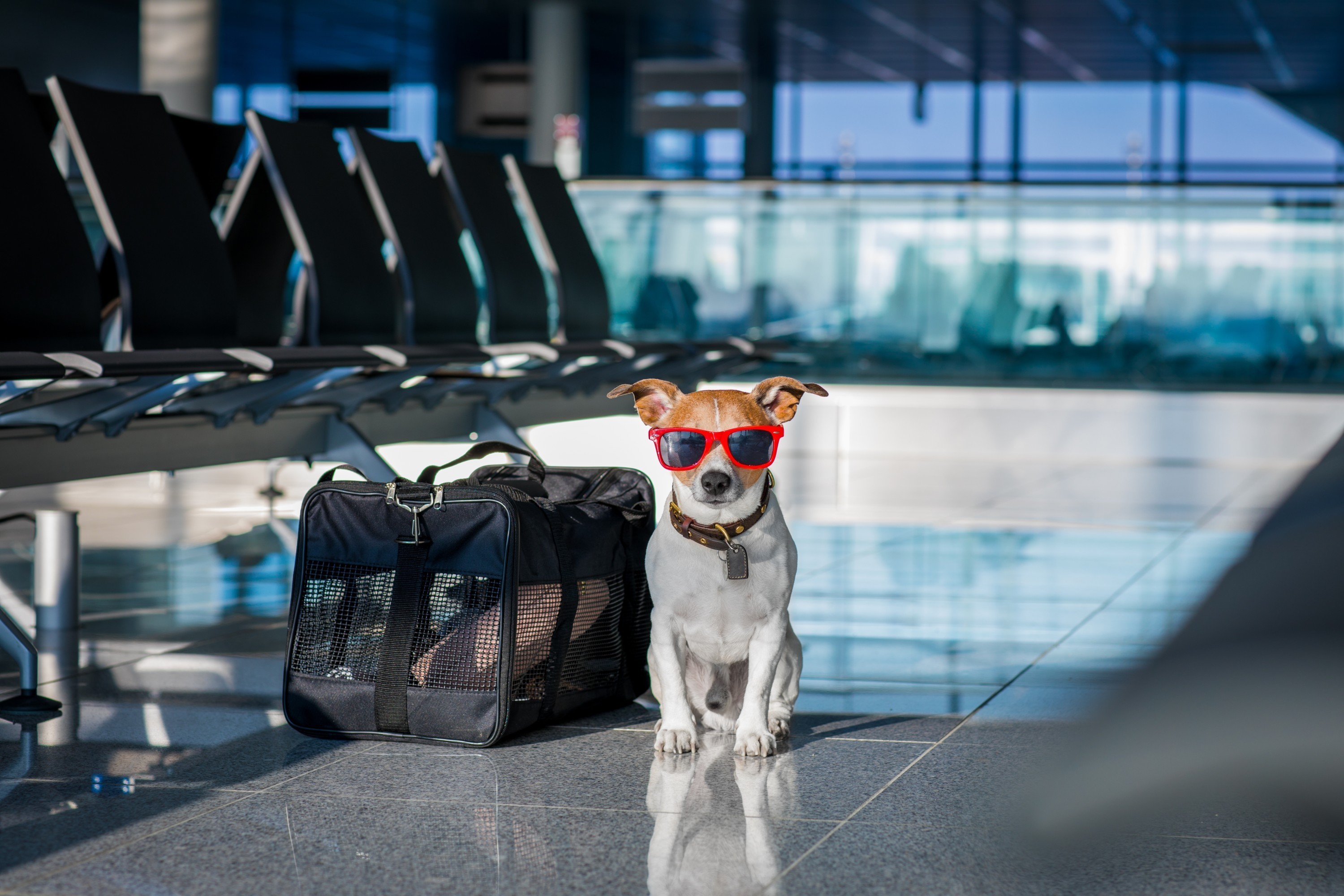 Viajar con mascotas: lo que necesitas saber