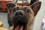 Perro mezcla de pitbull y boxer