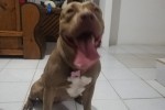 Perro pitbull